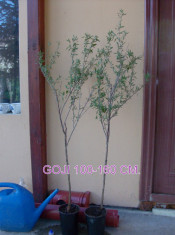 GOJI BERRY - ARBUST PE ROD, 100-160 cm. foto