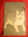 Ilustrata - Pictura -Pisica - Pastel Wenau