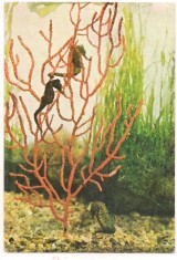 (A) carte postala(ilustrata)-PESTI-Calut de mare