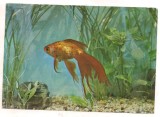 #carte postala(ilustrata)-PESTI-Carassius auratius