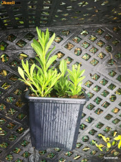 BUTASI LAVANDA (Lavandula angustifolia, officinalis, vera)ACLIMATIZATA. Plante aclimatizate 2013 Vind butasi s ideali pentru culturi foto