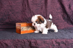 Pui shihtzu cu pedigree foto