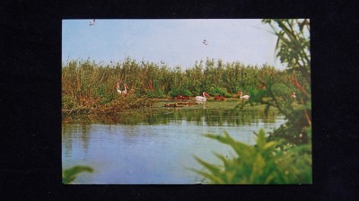 CP RPR - Peisaj din Delta Dunarii foto