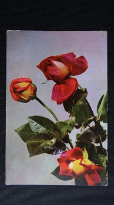 CP - RPR - Flori foto