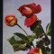 CP - RPR - Flori