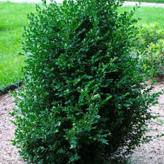 Buxus 1,80 m foto