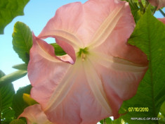 seminte - brugmansia roz 20 seminte foto