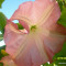 seminte - brugmansia roz 20 seminte