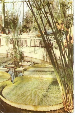 AMP4441 Cluj, gradina botanica, RPR foto