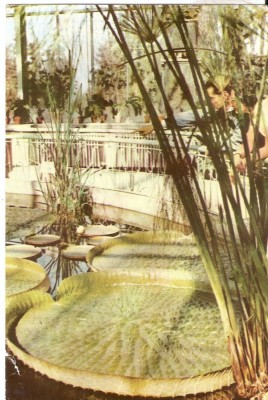 AMP4443 Cluj, gradina botanica, RPR foto