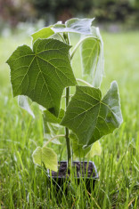 PROMOTIE Paulownia puieti hibrizi (30-50 cm) foto