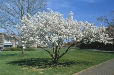 CIRES JAPONEZ - Prunus serrulata Tai haku - 15 lei foto