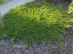 IENUPAR TARATOR - Juniperus horizontalis &amp;#039;Prince of Walles&amp;#039; - 11 lei foto