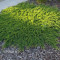 IENUPAR TARATOR - Juniperus horizontalis &#039;Prince of Walles&#039; - 11 lei