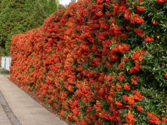 Piracanta - Pyracantha &amp;#039;Orange Glow&amp;#039; - 12 lei foto