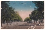 #carte postala(ilustrata)-IASI+Aleea Copou