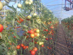 solarii ieftine pt legume si flori foto