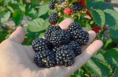 Vand mur fara ghimpi Rubus fruticosus Triple Crown foto