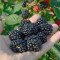 Vand mur fara ghimpi Rubus fruticosus Triple Crown