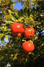 Vand pomi de Rodiu fructifer (punica granatum) foto