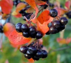 Scoru? Negru, Aronia melanocarpa Viking foto