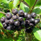 Scoru?ul Negru, Aronia black Aronia melanocarpa Nero