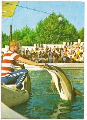 #carte postala(ilustrata)-CONSTANTA-Delfinariu foto