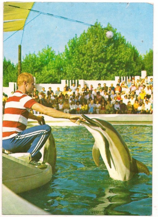 #carte postala(ilustrata)-CONSTANTA-Delfinariu