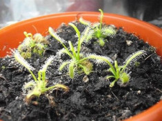 Seminte de planta carnivora drosera capensis var. alba si drosera burmannii foto