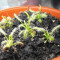 Seminte de planta carnivora drosera capensis var. alba si drosera burmannii