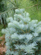 BRAD ALB - Abies concolor - 15 lei foto