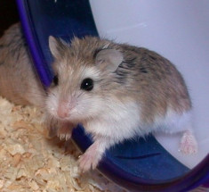 Hamster Hamsteri Pitic rusesc pitici rusesti Roborovski foto