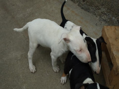 Vand sau schimb pui de Bull Terrier cu Pedigree(rasa pura)!!! foto