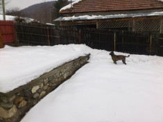 donez catelusa presa canario foto