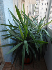 Planta ornamentala Yucca - 150cm - senzationala !!! foto