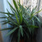 Planta ornamentala Yucca - 150cm - senzationala !!!