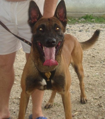 Vand Mascul Ciobanesc Belgian Malinois Cu Pedigree Arhiva Okazii Ro