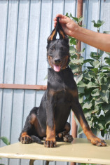 Ciobanesc francez ( BEAUCERON) foto