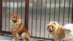 vand pui chow chow foto