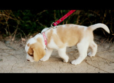pui de beagle bicolor,fetita de 2 luni foto