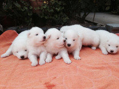 Samoyed de vanzare!! foto