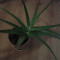 Aloe vera - barbadensis miller