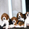 Beagle Pedigree, parinti campioni