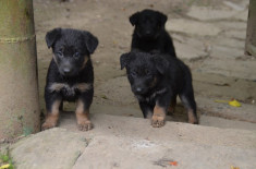 Vand pui ciobanesc german 2 luni foto