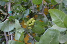 Arbore fistic, puieti fistic pistacia vera. foto