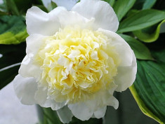 Bulbi Bujor Primavera (Paeonia) foto