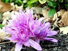 Bulbi Branduse Waterlily (Colchicum) foto