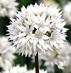 Bulbi Allium Gracefull (Ceapa decorativa) foto