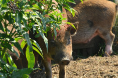 Vand 2 Porci masculi rasa vietnamezi foto