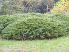 IENUPAR TARATOR - Juniperus sabina Tamariscifolia foto